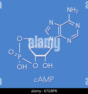 Cyclic adenosine monophosphate (cAMP) second messenger molecule. Atoms ...