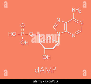 Deoxyadenosine monophosphate (dAMP) nucleotide molecule. DNA building block. Skeletal formula. Stock Photo