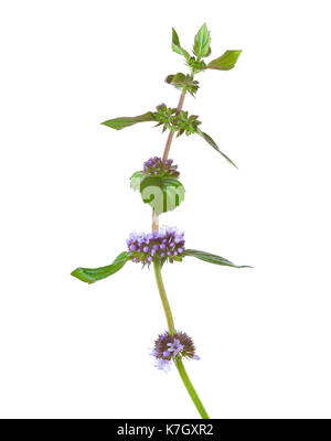 Close-up of Mentha arvensis (field mint or wild mint) stem isolated on white background.  Selective focus. Stock Photo