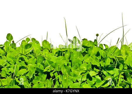 Limb in a meadow against a white background. Stock Photo