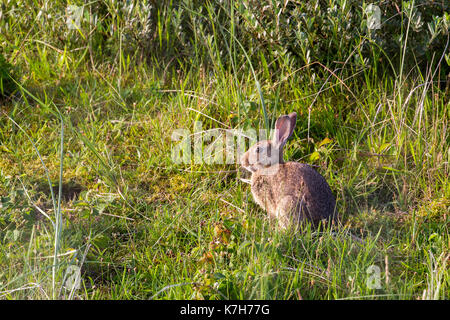 European rabbit (Oryctolagus cuniculus) in the dunes on the north sea island Juist, East Frisia, Germany, Europe, in early morning light. Stock Photo