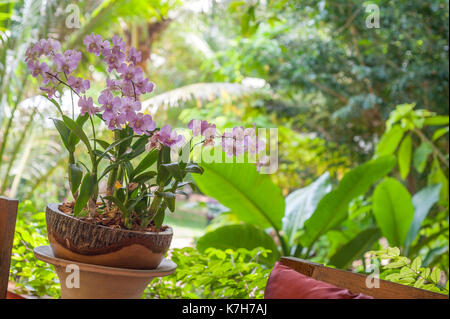 Phalaenopsis Orchid, Thailand Stock Photo