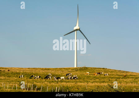 Wind turbines in a field with cows, Cezallier windfarm, Puy de Dome, Auvergne, France Stock Photo