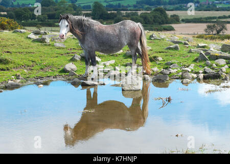 Hergest Ridge, Herefordshire, UK 16th September, 2017. - A beautiful early autumn afternoon with temperatues up to 15c on the 426m high Hergest Ridge - Hergest Ridge straddles the border with Wales and is home to a small herd of wild ponies. Credit: Steven May/Alamy Live News Stock Photo