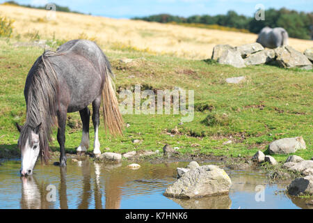 Hergest Ridge, Herefordshire, UK September, 2017. - A beautiful early autumn afternoon with temperatues up to 15c on the 426m high Hergest Ridge - Hergest Ridge straddles the border with Wales and is home to a small herd of wild ponies. Credit: Steven May/Alamy Live News Stock Photo