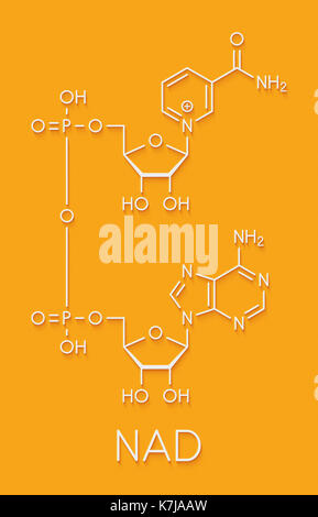 Nicotinamide adenine dinucleotide (NAD+) coenzyme molecule. Important coenzyme in many redox reactions. Skeletal formula. Stock Photo