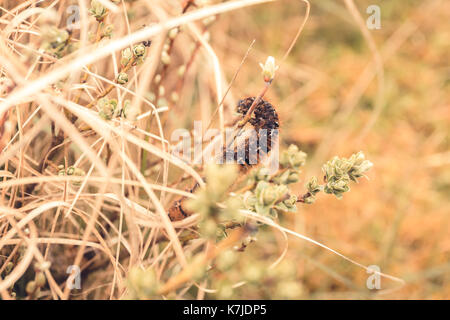 A caterpillar in autumn colored grass Stock Photo