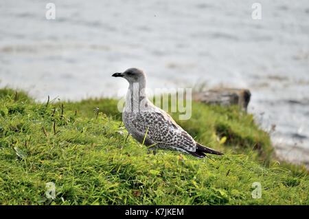 seagull posing on green seashore Stock Photo