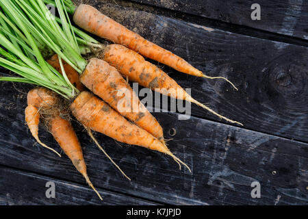 Freshly harvested bunch of carrots on rustic dark wood from above. Space for text. Stock Photo