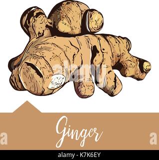 Vector illustration, ginger in hand drawn graphics Stock Vector