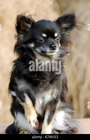 Long Haired Chihuahua Puppy Stock Photo 207479197 Alamy