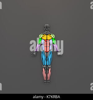 Muscle Movement Model Human body 3d model with muscular and circulatory anatomical systems in ...