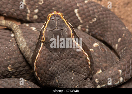 Common Cantil (Agkistrodon bilineatus) from Sonora, Mexico. Stock Photo