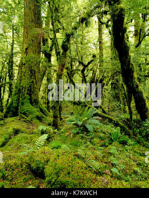 New Zealand. South Island. Moss covered rainforest. Stock Photo
