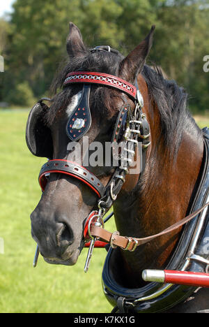 a large horse of the cobb or carthorse variety or breed used for pulling carts or carriages and used by drey horses or dreymen wearing blinkers. Stock Photo