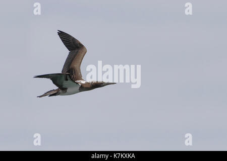 Blue-footed booby (Sula nebouxii) immature flying, Punta Cormorant, Floreana, Galapagos Islands Stock Photo