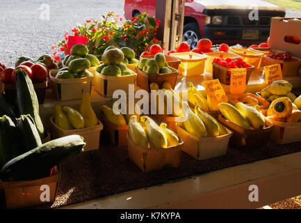 Baskets of colorful squashes and tomatoes for sale at a roadside produce stand glow in the late afternoon sun in the countryside. Stock Photo