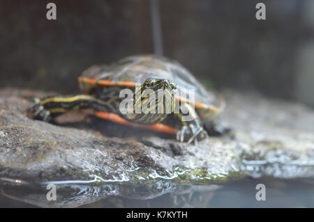 Painted turtle Stock Photo