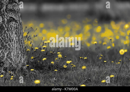 Field of dandelions in black and white with the yellow flower heads color splash Stock Photo