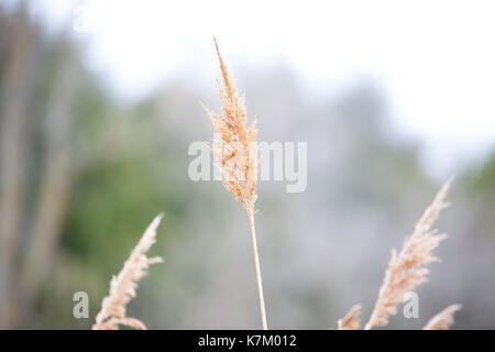 Marsh Grass, North America Stock Photo