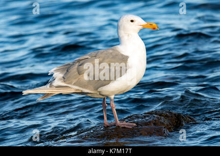 Glaucous-winged Gull (Larus glaucescens) - Cattle Point, Uplands Park, Oak Bay, Victoria, Vancouver Island, British Columbia, Canada Stock Photo