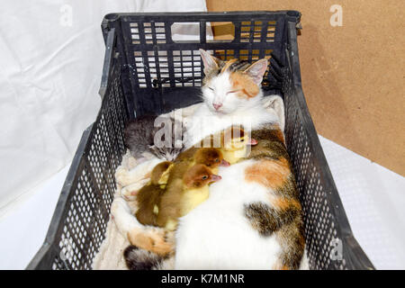 Cat foster mother for the ducklings. Cat in a basket with kitten and receiving musk duck ducklings. Stock Photo