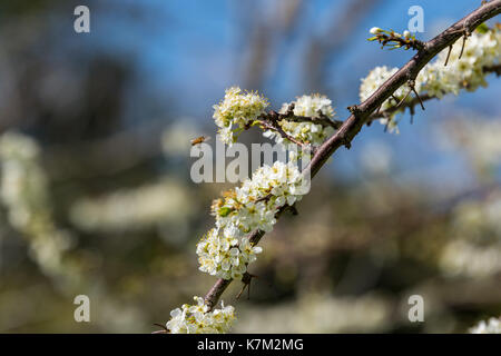 Early spring flowers of a plum tree in full bloom with the backgrounds blurred Stock Photo