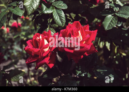 Two red roses in the garden. Rosarium Stock Photo