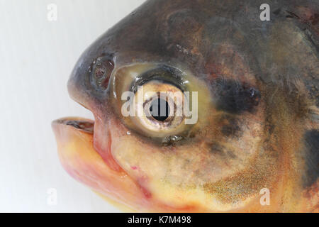 Characidae or Pacu fish isolated on white background. Stock Photo