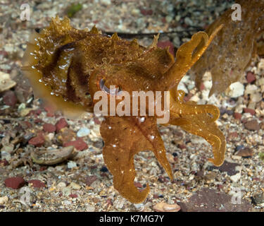 A Cuttlefish displays. Stock Photo