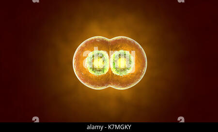 3D rendered illustration of the Mitosis and replication of a generic biological Cell. Stock Photo