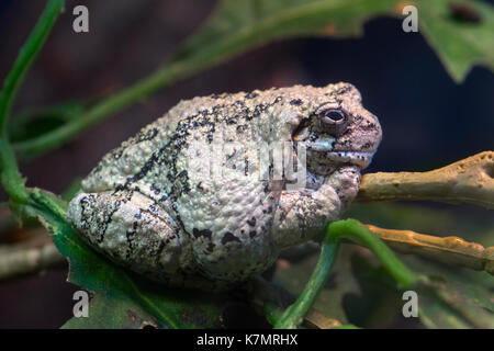 A Grey Tree Frog Stock Photo
