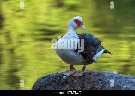 A Muscovy duck (Cairina moschata domestica) in Central Park, New York City, New York Stock Photo