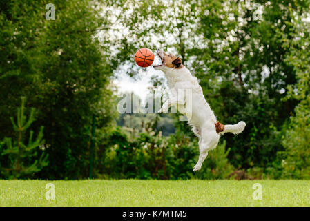 Dog jumping high to catch basketball ball Stock Photo