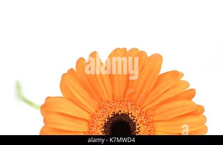 Close up of orange Gerbera flower Stock Photo