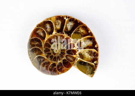 Slice through a fossilised Ammonite approximately 50 to 60 million years old Stock Photo