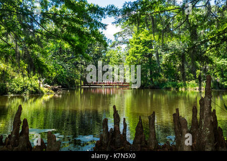 Charleston South Carolina,Magnolia Plantation & Gardens,Antebellum,Cypress Lake,bridge,stumps,knees,SC170514212 Stock Photo