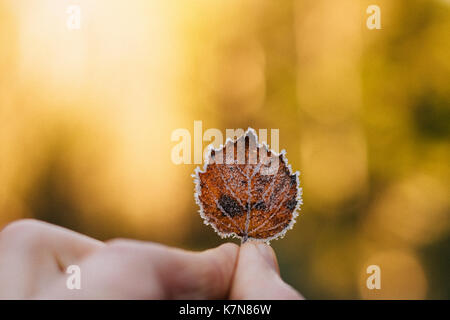 Fingers holding frozen autumn leaf Stock Photo