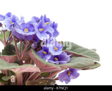 light blue african violet plant isolated on white Stock Photo