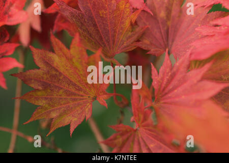 Red autumn leaves of the Japanese maple, Acer shirasawanum 'Aureum' Stock Photo