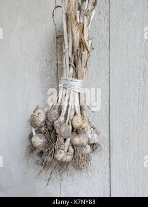 Drying Garlic Bulbs Hanging On The Wall Stock Photo