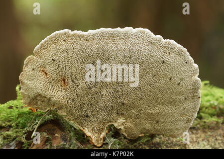 Blushing Bracket (Daedaleopsis confragosa) Stock Photo