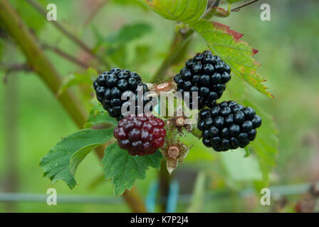 Boysenberries (rubus ursinus xidaeusare) ripening on canes; a hybrid of  European raspberry, blackberry, American dewberry and loganberry. Stock Photo