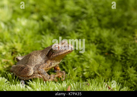 A Cute Northern Spring Peeper Frog, Hyla Crucifer, Climbing On A Purple ...