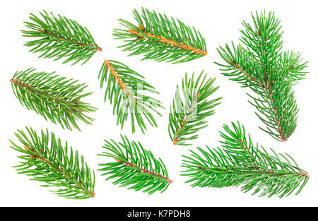Fir tree branch isolated on white background Stock Photo