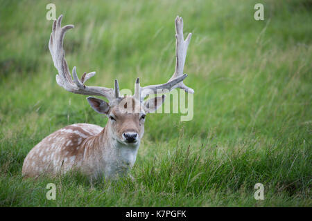 Fallow Deer Stag sat resting in some grass looking directly toward the camera. Bushy Park, Richmond, London, UK Stock Photo