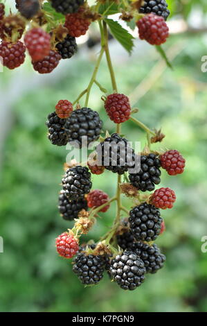 Big ripe Blackberries on the bush growing Stock Photo