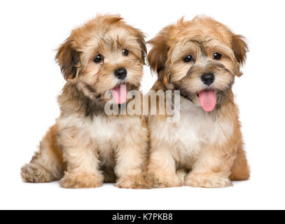Two cute sitting havanese puppies -  isolated on white background Stock Photo