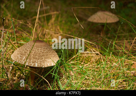 two parasol mushrooms (Macrolepiota procera or Lepiota procera) growing in grass Stock Photo