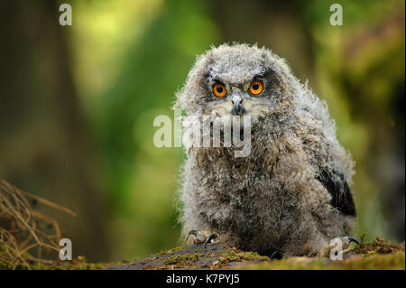 Young baby eurasian eagle owl Stock Photo